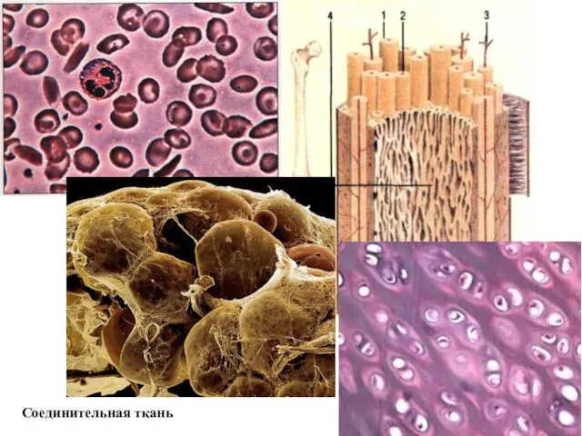 Соединительная ткань