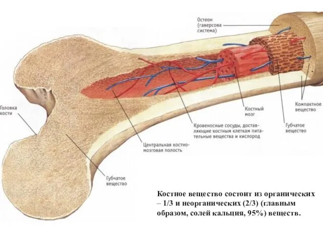 Костное вещество состоит из органических – 1/3 и неорганических (2/3) (главным образом, солей кальция, 95%) веществ.