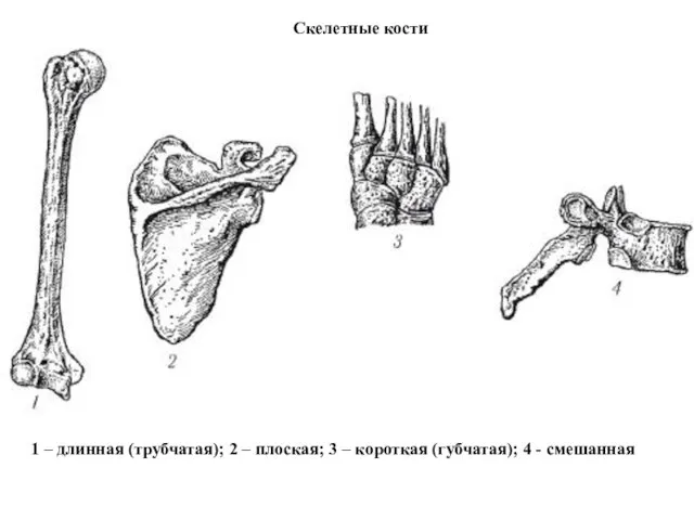 Скелетные кости 1 – длинная (трубчатая); 2 – плоская; 3 – короткая (губчатая); 4 - смешанная
