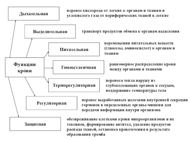 Функции крови Дыхательная перенос кислорода от легких к органам и тканям