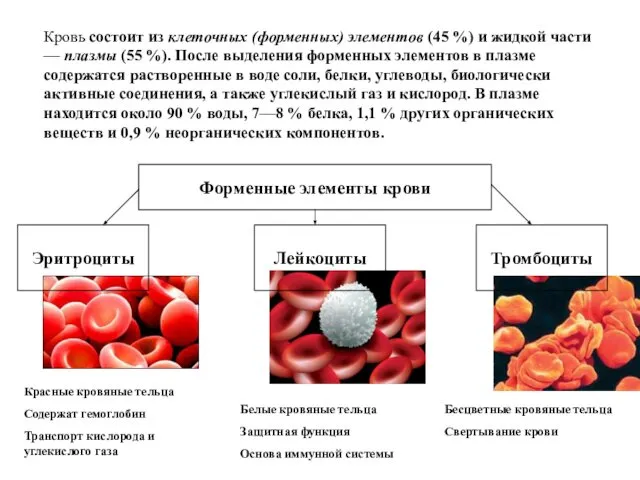 Кровь состоит из клеточных (форменных) элементов (45 %) и жидкой части