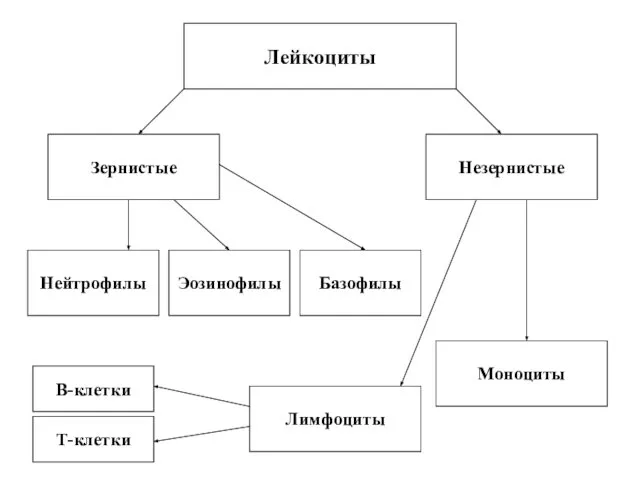 Лейкоциты Нейтрофилы Эозинофилы Базофилы Зернистые Незернистые Лимфоциты Моноциты В-клетки Т-клетки