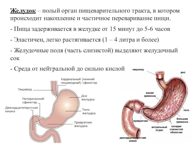 Желудок – полый орган пищеварительного тракта, в котором происходит накопление и