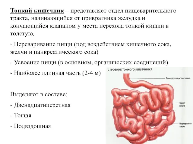 Тонкий кишечник – представляет отдел пищеварительного тракта, начинающийся от привратника желудка