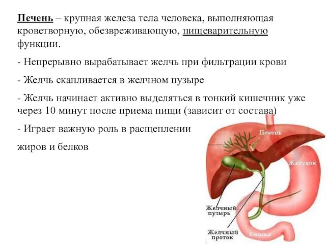 Печень – крупная железа тела человека, выполняющая кроветворную, обезвреживающую, пищеварительную функции.