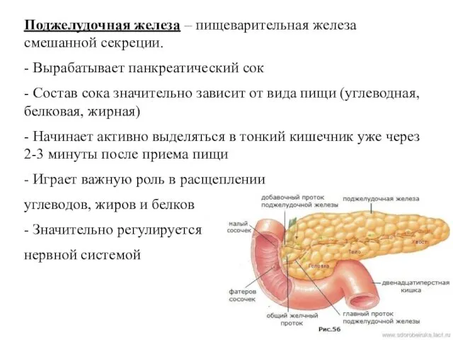 Поджелудочная железа – пищеварительная железа смешанной секреции. - Вырабатывает панкреатический сок