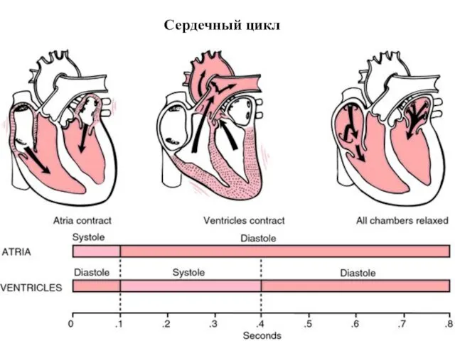 Сердечный цикл