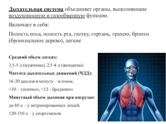 Дыхательная система объединяет органы, выполняющие воздухоносную и газообменную функции. Включает в