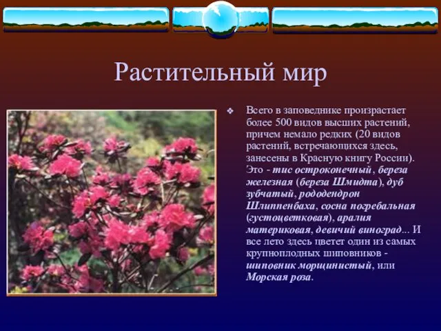 Растительный мир Всего в заповеднике произрастает более 500 видов высших растений,