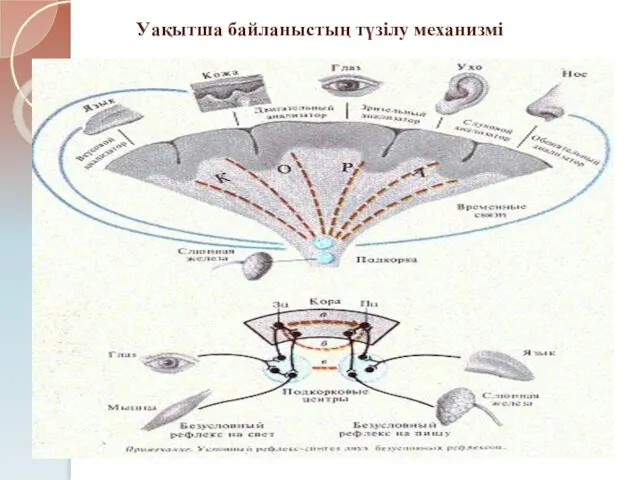 Уақытша байланыстың түзілу механизмі