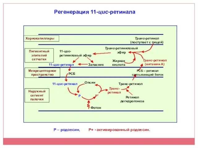 Регенерация 11-цис-ретинала Р – родопсин, Р+ - активированный родопсин. Транс-ретинол (поступает с пищей)