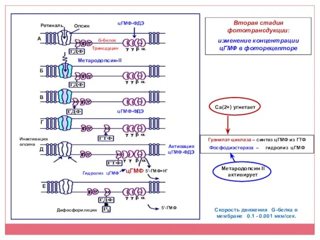 Вторая стадия фототрансдукции: изменение концентрации цГМФ в фоторецепторе Скорость движения G-белка