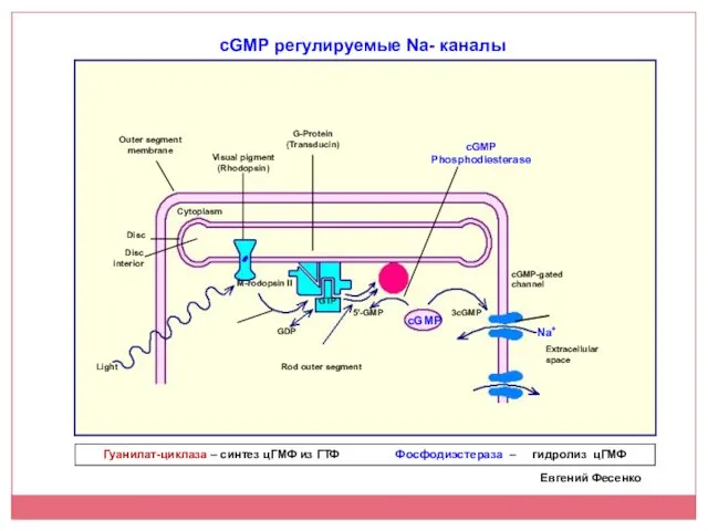 Гуанилат-циклаза – синтез цГМФ из ГТФ Фосфодиэстераза – гидролиз цГМФ cGMP регулируемые Na- каналы Евгений Фесенко