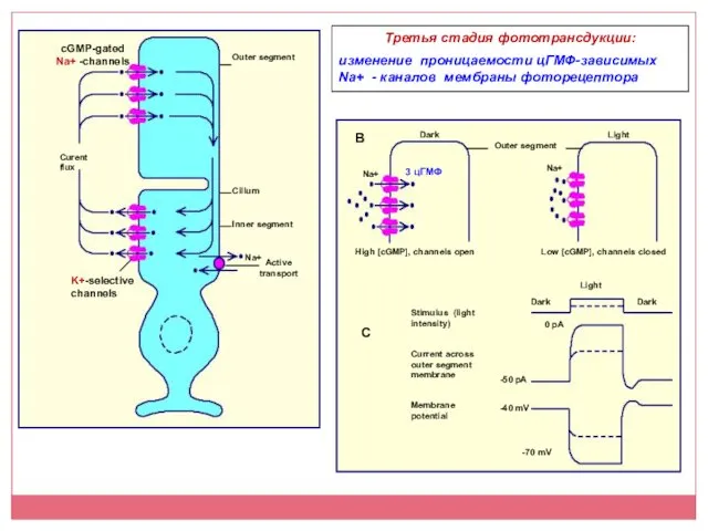 cGMP-gated Na+ -channels Третья стадия фототрансдукции: изменение проницаемости цГМФ-зависимых Na+ - каналов мембраны фоторецептора 3 цГМФ