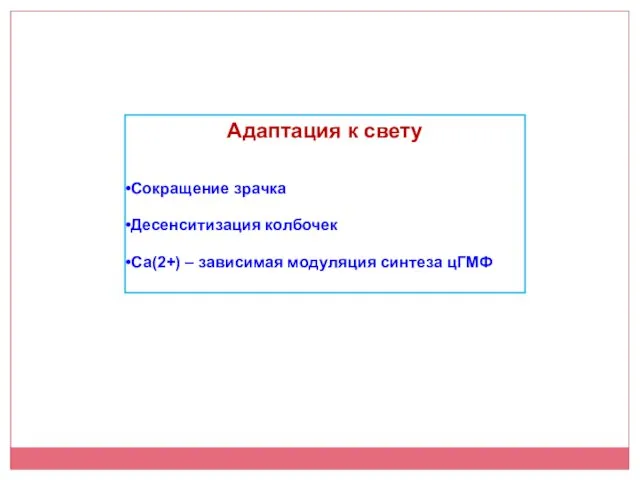 Адаптация к свету Сокращение зрачка Десенситизация колбочек Са(2+) – зависимая модуляция синтеза цГМФ