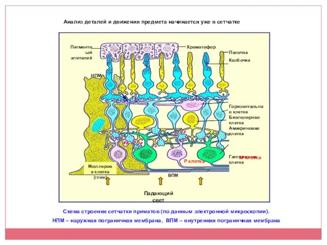 Схема строения сетчатки приматов (по данным электронной микроскопии). НПМ – наружная