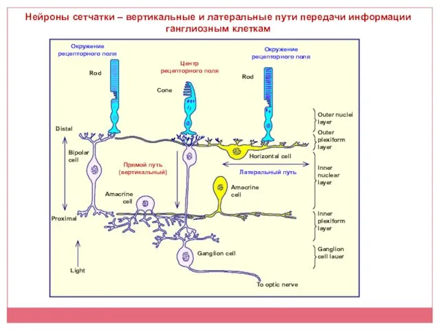 Нейроны сетчатки – вертикальные и латеральные пути передачи информации ганглиозным клеткам