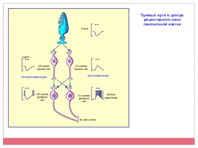 Прямые пути в центре рецепторного поля ганглиозной клетки деполяризация гиперполяризация