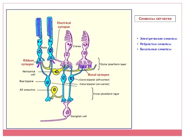 Синапсы сетчатки Электрические синапсы Ребристые синапсы Базальные синапсы