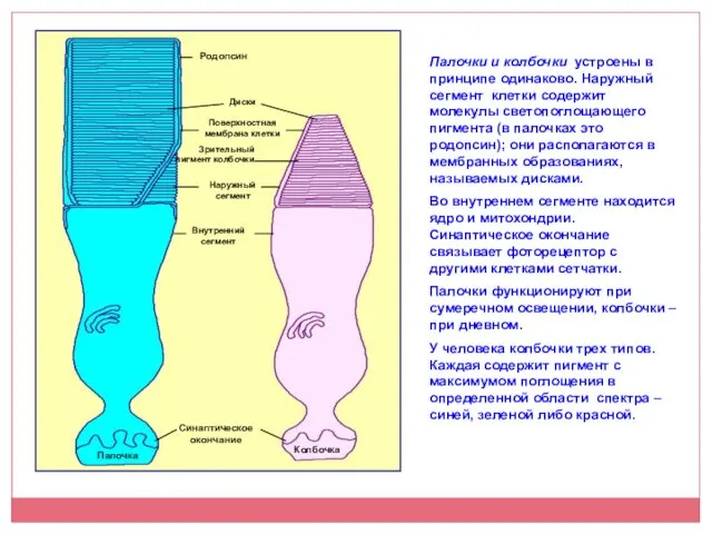 Палочки и колбочки устроены в принципе одинаково. Наружный сегмент клетки содержит