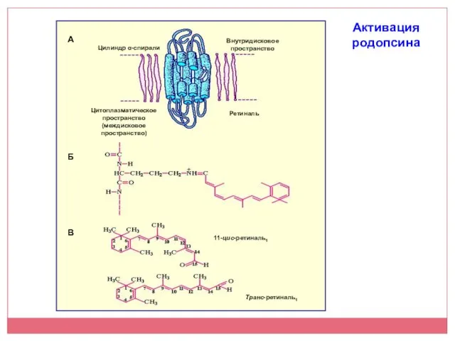 Активация родопсина