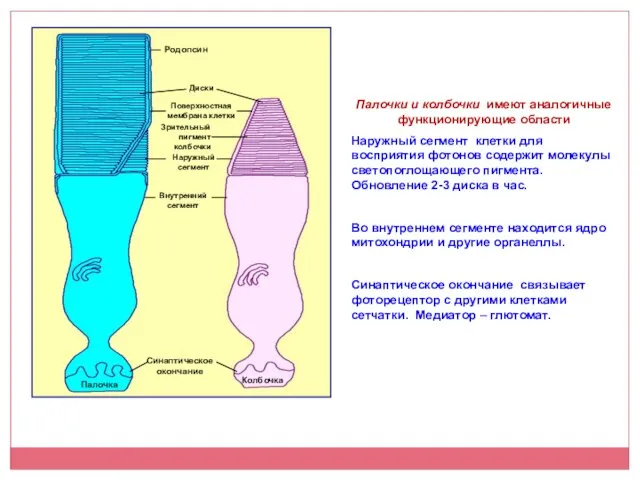 Палочки и колбочки имеют аналогичные функционирующие области Наружный сегмент клетки для