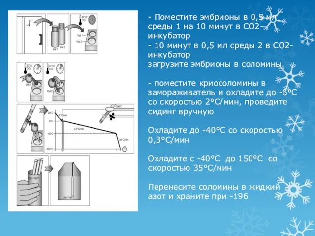 - Поместите эмбрионы в 0,5 мл среды 1 на 10 минут