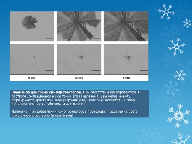 Защитное действие криопротекторов. При отсутствии криопротектора в растворе, охлажденном ниже точки