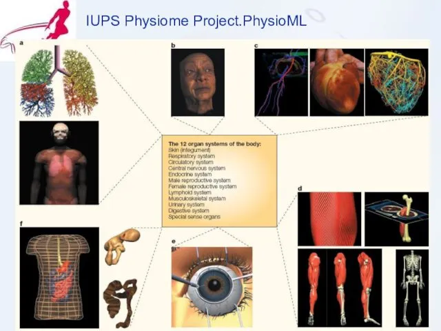 IUPS Physiome Project.PhysioML