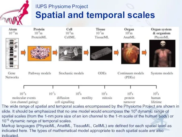 IUPS Physiome Project Spatial and temporal scales The wide range of