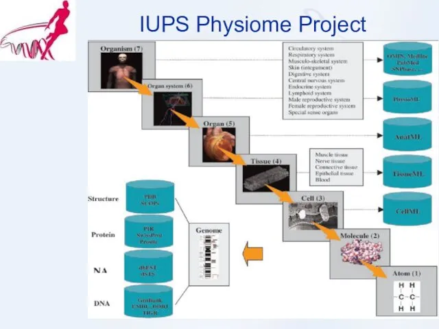 IUPS Physiome Project