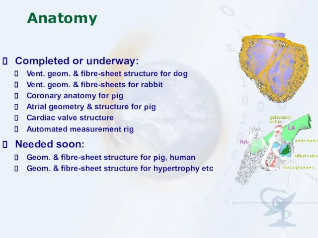 Anatomy Completed or underway: Vent. geom. & fibre-sheet structure for dog