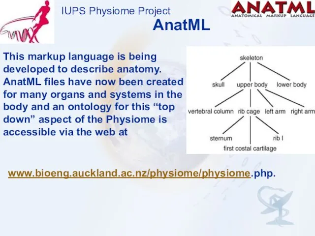 IUPS Physiome Project AnatML This markup language is being developed to