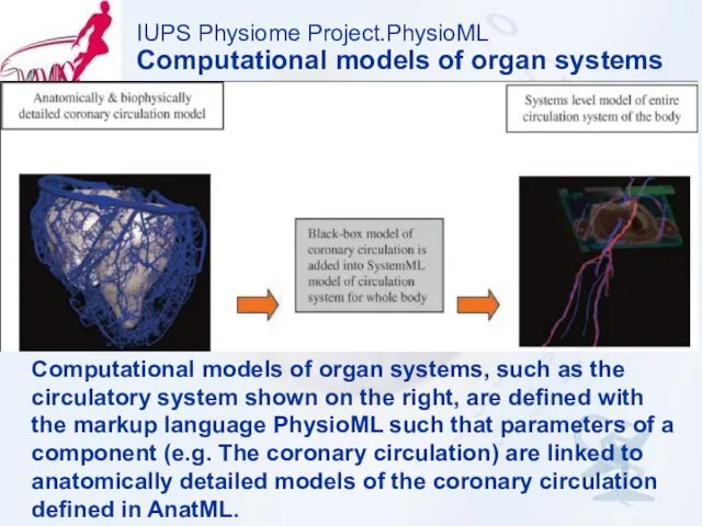 IUPS Physiome Project.PhysioML Computational models of organ systems Computational models of