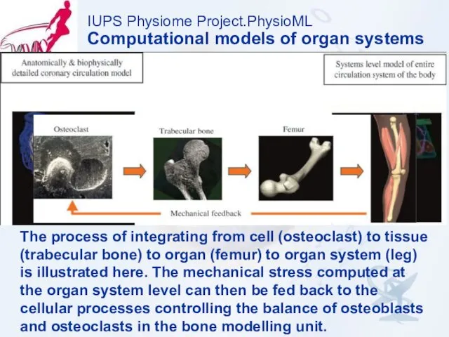 IUPS Physiome Project.PhysioML Computational models of organ systems The process of