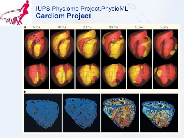 IUPS Physiome Project.PhysioML Cardiom Project