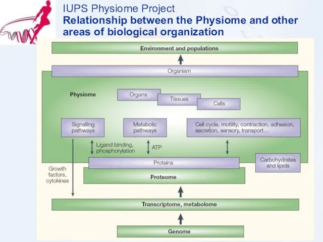 IUPS Physiome Project Relationship between the Physiome and other areas of biological organization