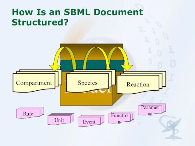 How Is an SBML Document Structured? Model Compartment Reaction Species