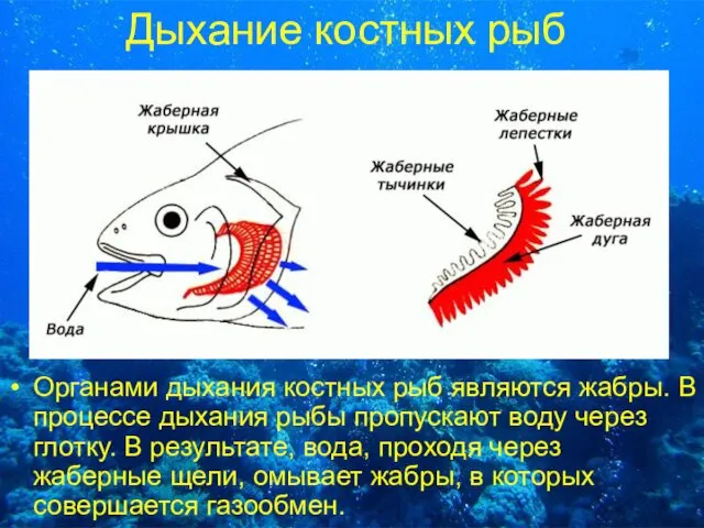 Дыхание костных рыб Органами дыхания костных рыб являются жабры. В процессе