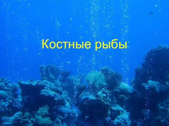 Костные рыбы