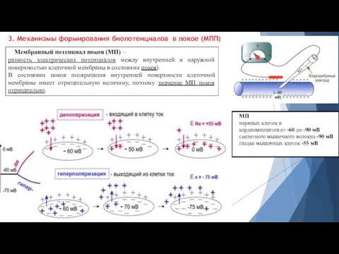 Мембранный потенциал покоя (МП) – разность электрических потенциалов между внутренней и