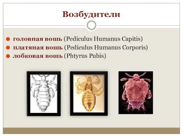 Возбудители головная вошь (Pediculus Humanus Capitis) платяная вошь (Pediculus Humanus Corporis) лобковая вошь (Phtyrus Pubis)