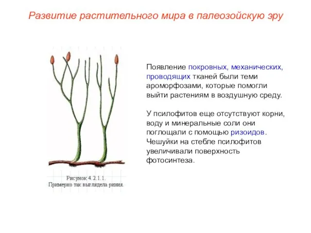 Появление покровных, механических, проводящих тканей были теми ароморфозами, которые помогли выйти