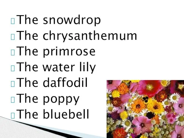 The snowdrop The chrysanthemum The primrose The water lily The daffodil The poppy The bluebell