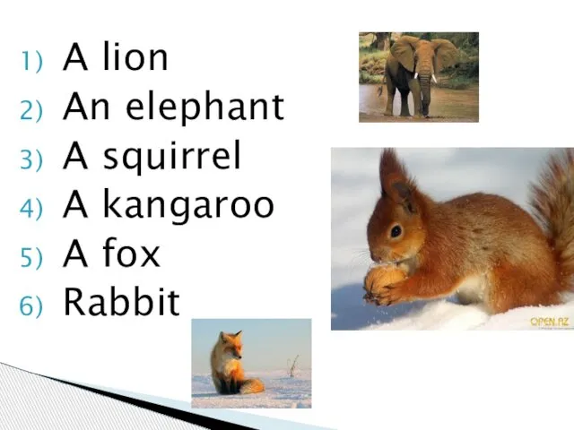 A lion An elephant A squirrel A kangaroo A fox Rabbit