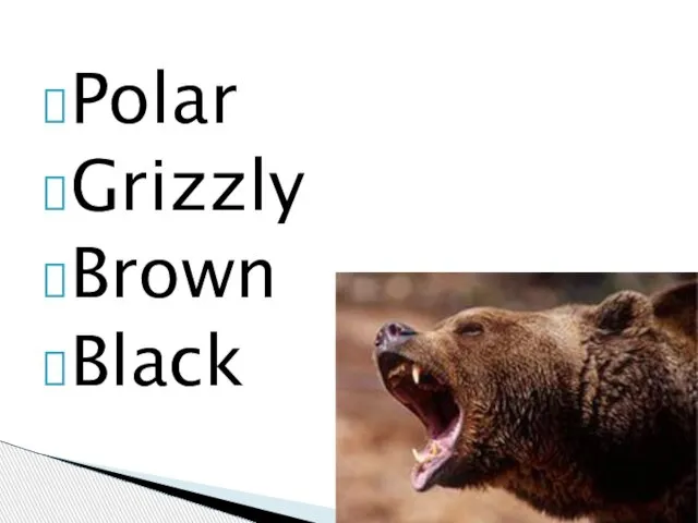 Polar Grizzly Brown Black