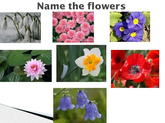 Name the flowers