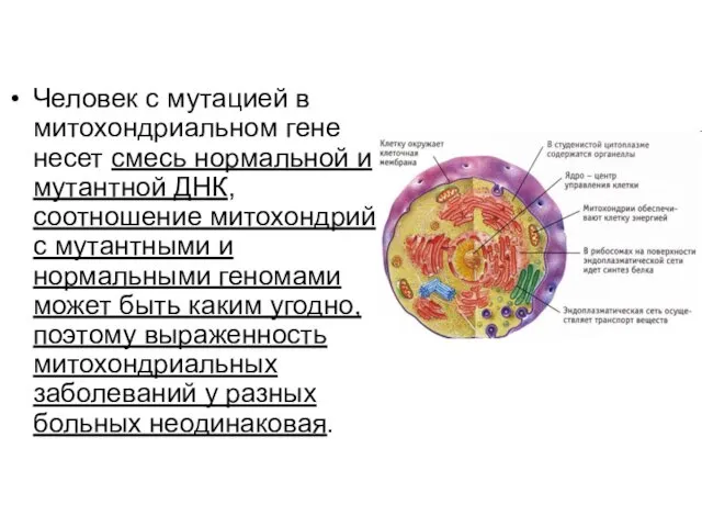 Человек с мутацией в митохондриальном гене несет смесь нормальной и мутантной