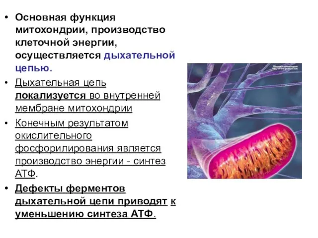 Основная функция митохондрии, производство клеточной энергии, осуществляется дыхательной цепью. Дыхательная цепь