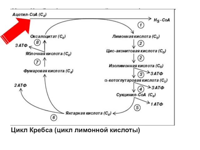 Цикл Кребса (цикл лимонной кислоты) Цикл Кребса (цикл лимонной кислоты)